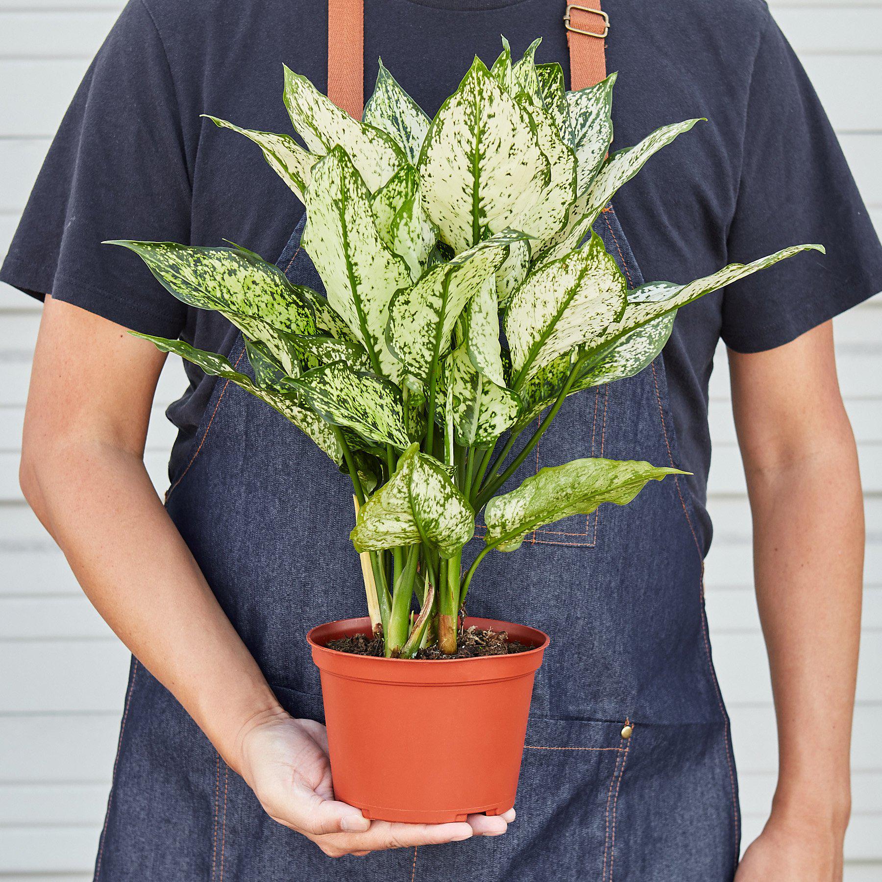 chinese evergreen plant seeds Chinese Evergreen 'First Diamond' 6" Pot / Nursery Pot