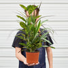 Dracaena 'Combo'