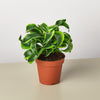 Dracaena 'Tornado'