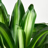 Dracaena 'Massangeana'