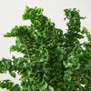 Fern 'Emina'