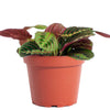Maranta Red 'Prayer Plant'