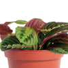 Maranta Red 'Prayer Plant'