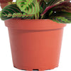 Maranta Red 'Prayer Plant'