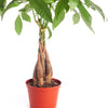 Pachira aquatica 'Money Tree'