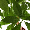 Pachira aquatica 'Money Tree'