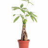 Pachira aquatica 'Money Tree'
