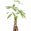 Pachira aquatica 'Money Tree'