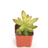 Sedum Adolphii 'Firestorm'