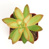 Sedum Adolphii 'Firestorm'