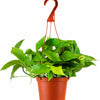 Epipremnum aureum 'Pothos'