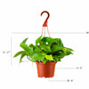 Epipremnum aureum 'Pothos'