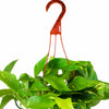 Epipremnum aureum 'Pothos'