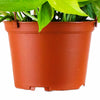 Epipremnum aureum 'Pothos'