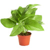 Epipremnum aureum 'Pothos'