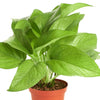 Epipremnum aureum 'Pothos'