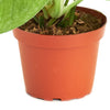 Epipremnum aureum 'Pothos'