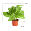 Epipremnum aureum 'Pothos'