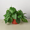 Philodendron Cordatum 'Heartleaf'