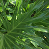 Philodendron 'Lickety Split' - 8" Pot