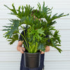 Philodendron 'Lickety Split' - 8" Pot