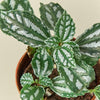 Pilea 'Aluminum'