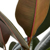 Ficus Elastica 'Burgundy'