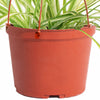 Chlorophytum comosum 'Spider Plant'