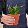 Snake Plant 'Emerald Star'