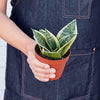 Snake Plant 'Laurentii Dwarf'