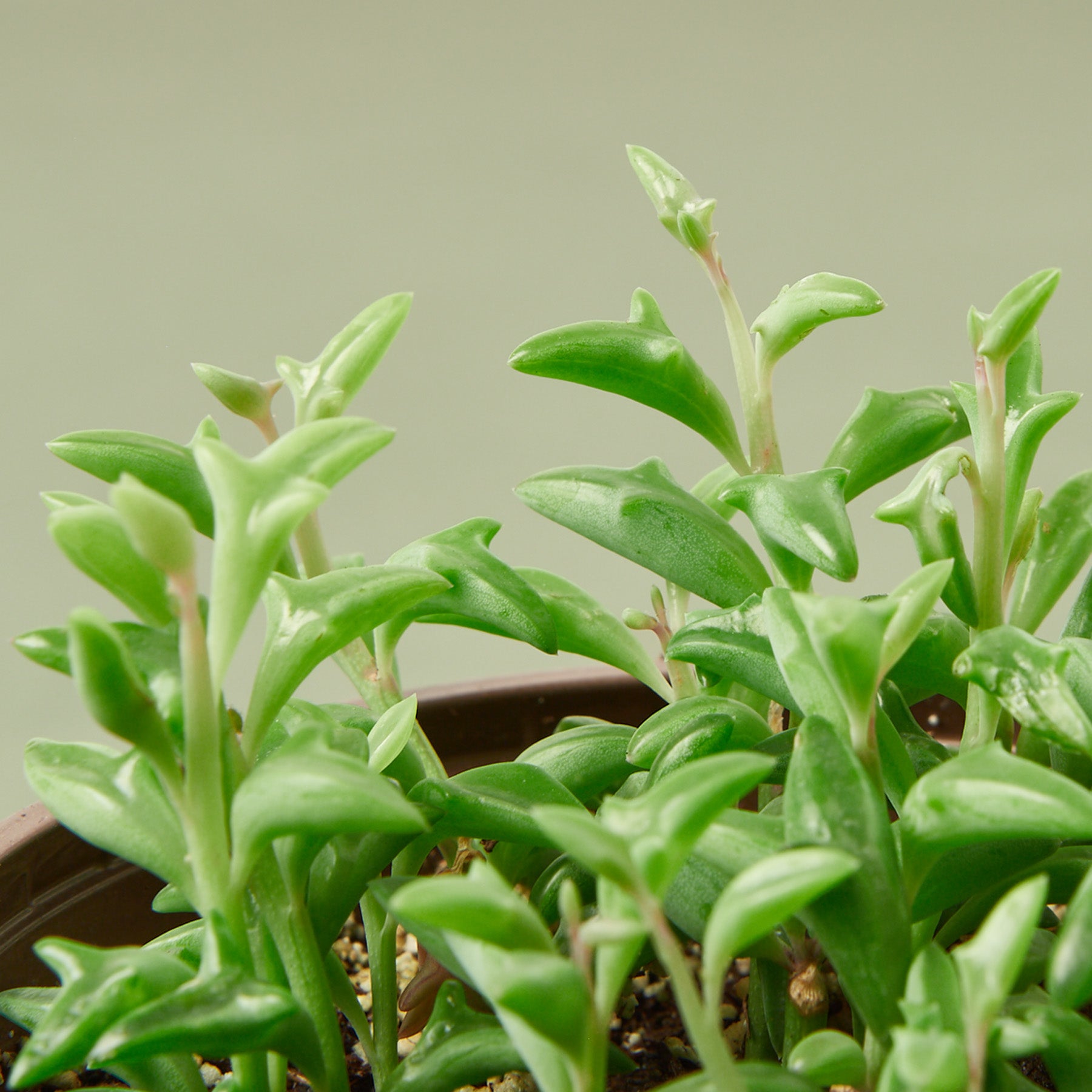 dolphin plant seeds Succulent 'String of Dolphins' 6" Pot / Nursery Pot