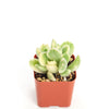 Cotyledon tomentosa variegata 'Variegated Bear Paw'