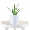 Aloe Vera House Plant in White Ceramic Cylinder Planter