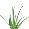 Aloe Vera House Plant in White Ceramic Cylinder Planter
