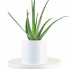 Aloe Vera House Plant in White Ceramic Cylinder Planter