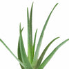 Aloe Vera House Plant in White Ceramic Cylinder Planter