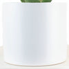Aloe Vera House Plant in White Ceramic Cylinder Planter
