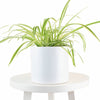 Spider Plant in White Ceramic Cylinder Planter