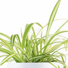 Spider Plant in White Ceramic Cylinder Planter