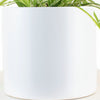 Spider Plant in White Ceramic Cylinder Planter