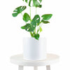 Monstera Deliciosa in White Ceramic Cylinder Planter