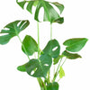 Monstera Deliciosa in White Ceramic Cylinder Planter