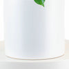 Monstera Deliciosa in White Ceramic Cylinder Planter