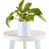 Epipremnum aureum 'Pothos' in White Ceramic Cylinder Planter