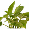 Epipremnum aureum 'Pothos' in White Ceramic Cylinder Planter