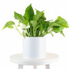 Epipremnum aureum 'Pothos' in White Ceramic Cylinder Planter