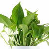 Epipremnum aureum 'Pothos' in White Ceramic Cylinder Planter