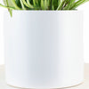 Epipremnum aureum 'Pothos' in White Ceramic Cylinder Planter