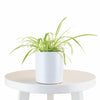 Spider Plant in White Ceramic Cylinder Planter