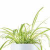 Spider Plant in White Ceramic Cylinder Planter